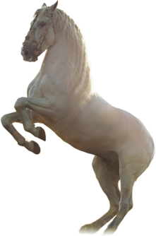 newhorse.png