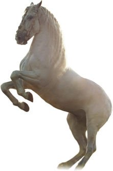 newhorse.png newhorse.png
