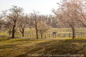 Weiherhof Eventing 2019